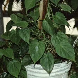 thumbnail for publication: Philodendron scandens Heart Leaf Philodendron